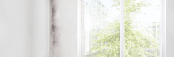 Best Mold Odor Removal Services  in Westwood, NJ