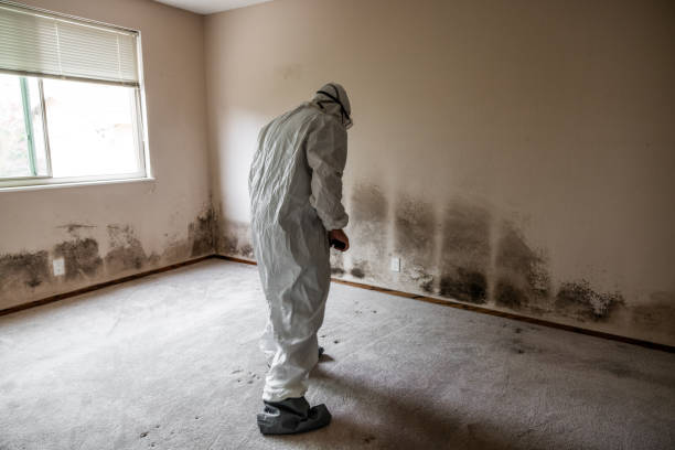 Best Basement Mold Removal  in Westwood, NJ