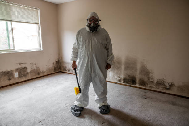 Best Black Mold Removal  in Westwood, NJ